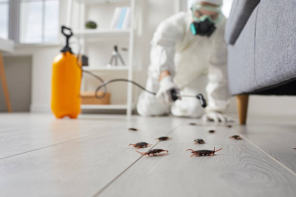 Trusted Termite Control service in Spring Valley, NY - Nex Pest Control
